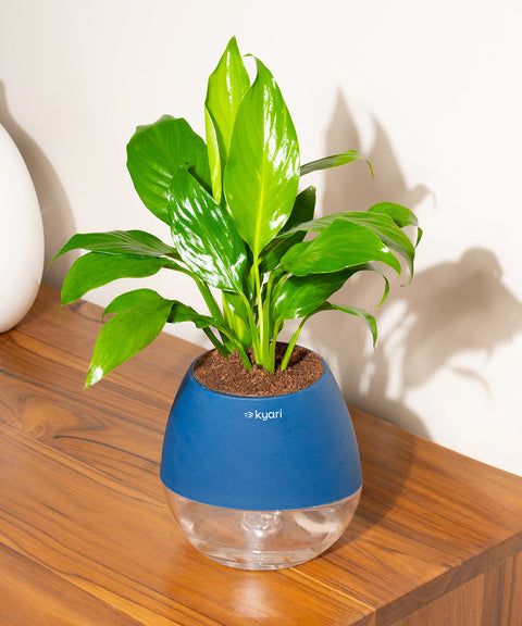 Peace Lily Plant With Nova Self Watering Pot
