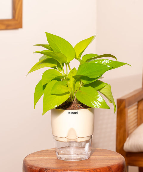 Golden Money Plant