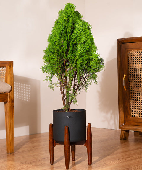 Thuja Plant with Large Metal Self Watering Pot