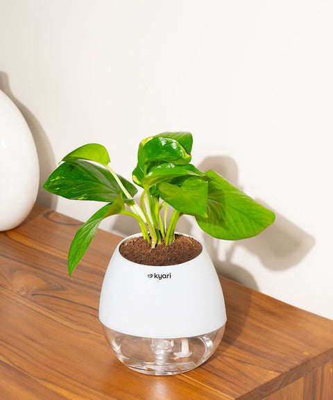 Golden Money Plant With Nova Self Watering Pot