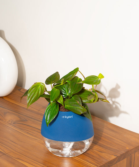 Philodendron Micans Plant With Self Watering Pot (Copy)