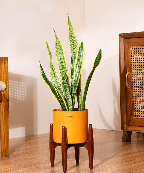 Golden Hahnii Snake Plant with Zen Planter