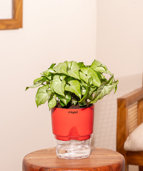 Syngonium Pixie White With Self Watering Pot