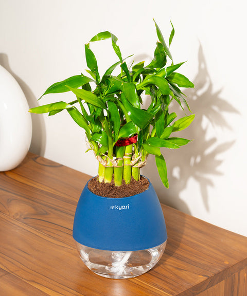 Lucky Bamboo Plant With Nova Self Watering Pot