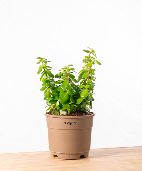 Lucky Jade Plant With Grow Pot - BYOB