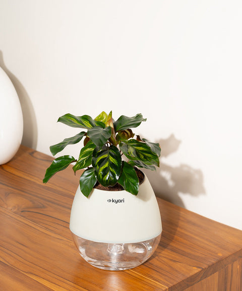 Peacock Plant With Nova Self Watering Pot