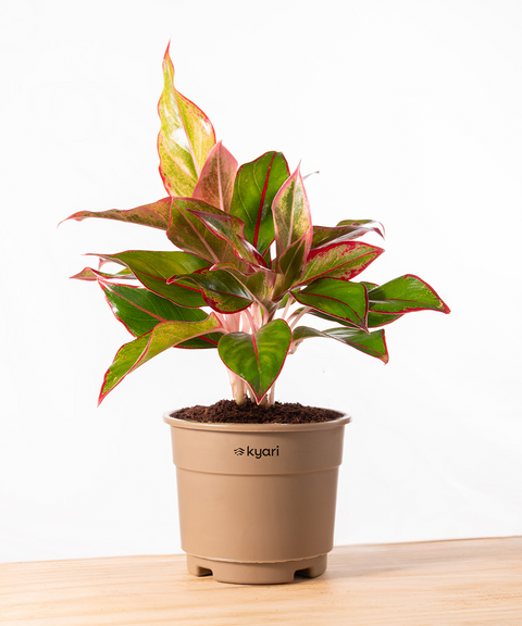 Aglaonema Lipstick Plant With Grow Pot - BYOB