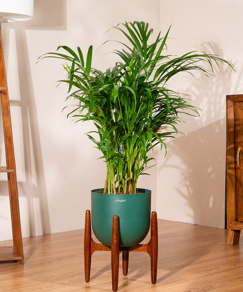 Areca Palm with Extra Large Metal Self Watering Pot