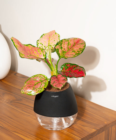 Aglaonema Pink Valentine Plant With Nova Self Watering Pot