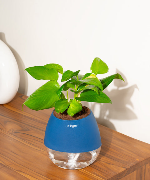 Golden Money Plant With Nova Self Watering Pot
