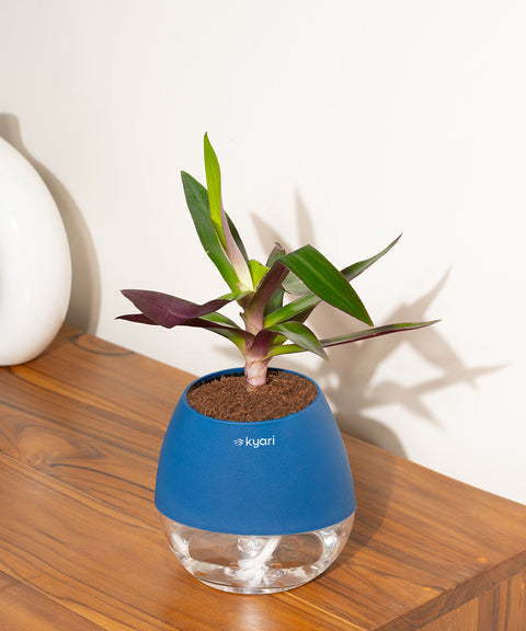 Oyster Plant With Nova Self Watering Pot