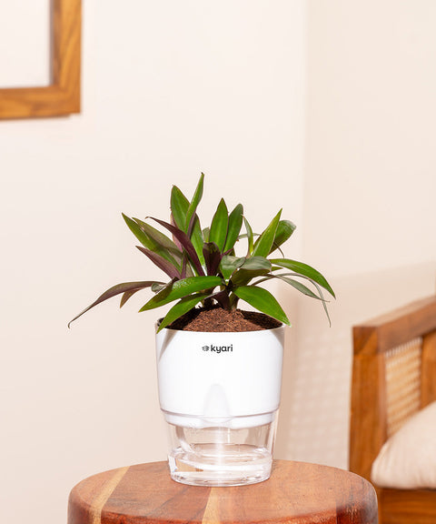 Oyster Plant With Self Watering Pot