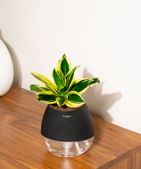 Golden Hahnii Snake Plant With Nova Self Watering Pot