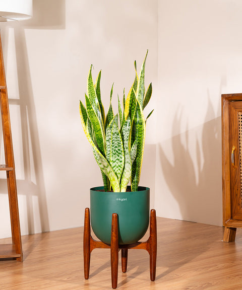 Golden Hahnii Snake Plant With Self Watering Pot