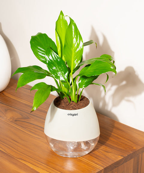 Peace Lily Plant With Nova Self Watering Pot