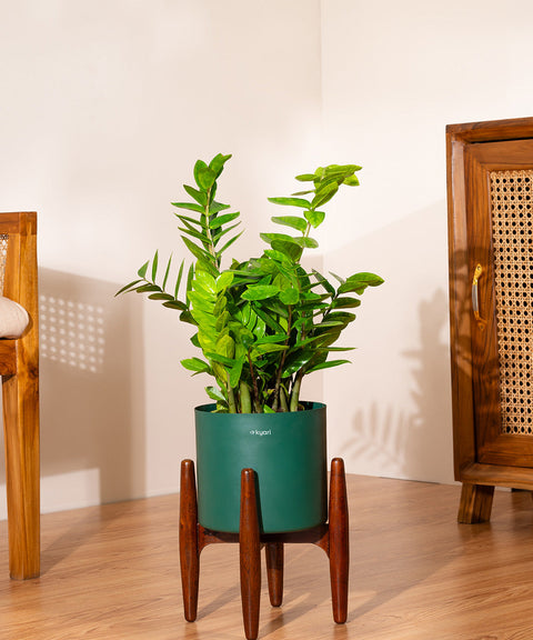 ZZ Green with Large Self Watering Pot