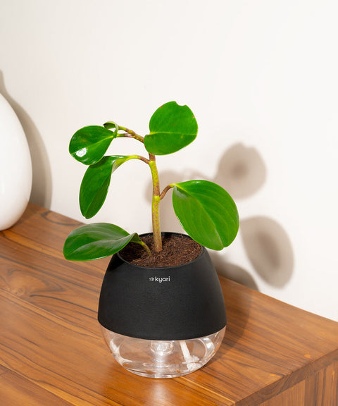 Peperomia Green Plant With Nova Self Watering Pot