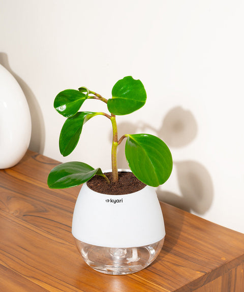 Peperomia Green Plant With Nova Self Watering Pot