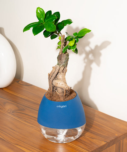 Lucky Bonsai Plant With Nova Self Watering Pot