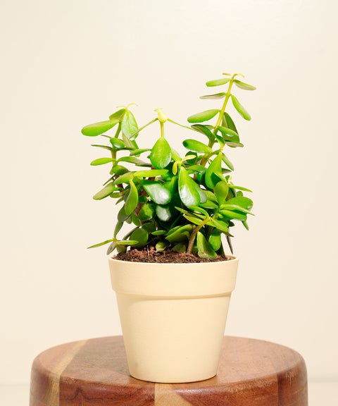 Lucky Jade Plant With Reya Pot