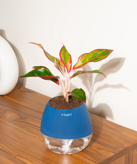 Aglaonema Lipstick Plant With Nova Self Watering Pot