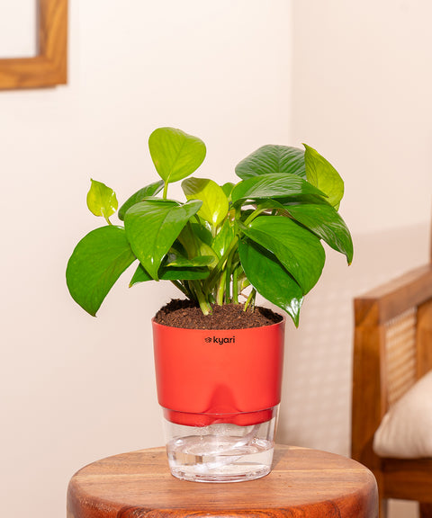 Money Variegated Plant With Self Watering Pot