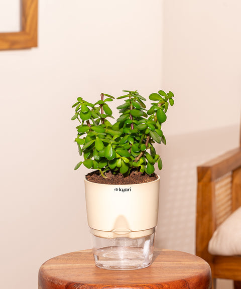 Lucky Jade Plant With Self Watering Pot