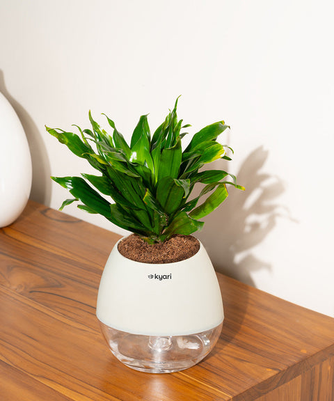 Dracaena Compacta Plant With Nova Self Watering Pot