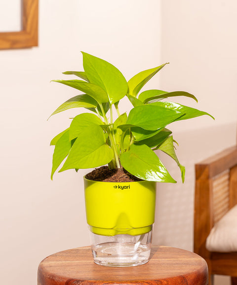Golden Money Plant