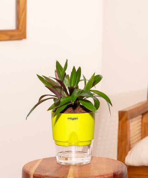 Oyster Plant With Self Watering Pot Paytm Exclusive