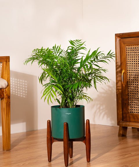 Chamaedorea Palm with Large Metal Self Watering Pot Bonanza