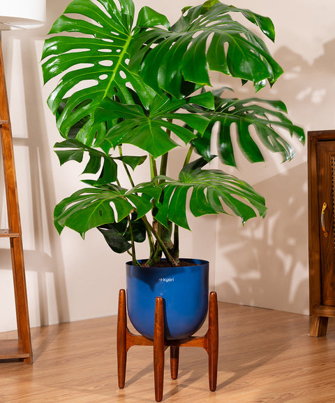 Monstera Deliciosa with Extra Large Metal Self Watering Pot Bonanza