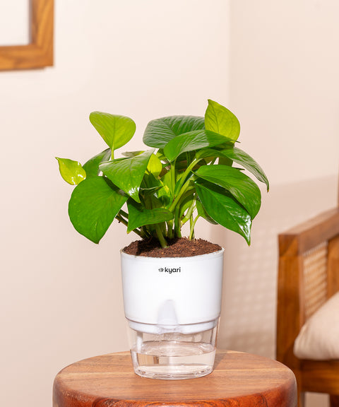 Money Variegated Plant With Self Watering Pot