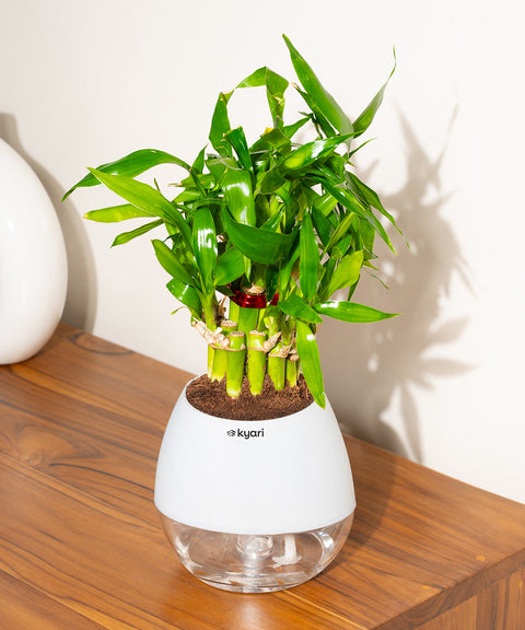 Lucky Bamboo Plant With Nova Self Watering Pot