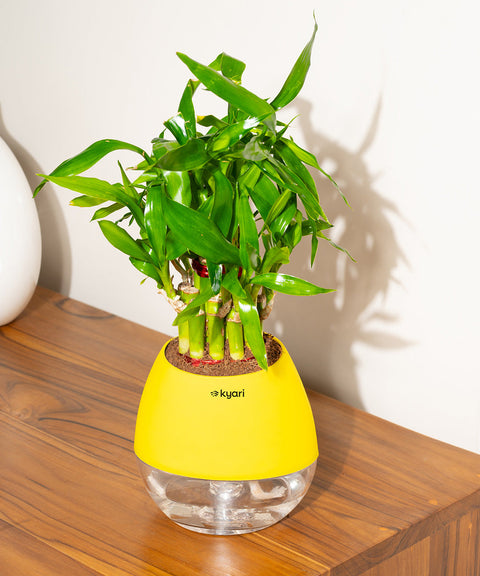 Lucky Bamboo Plant With Nova Self Watering Pot