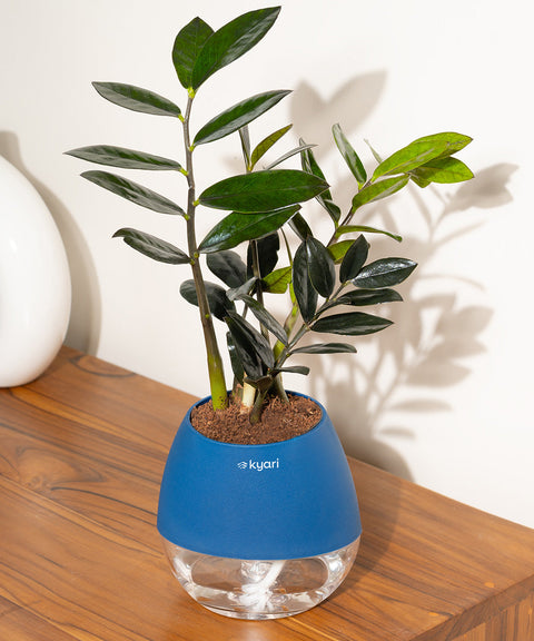 ZZ - Zamia Black Plant Nova