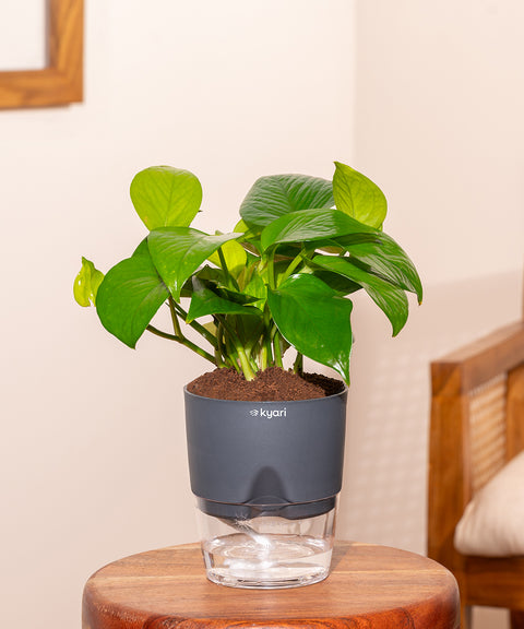 Money Variegated Plant With Self Watering Pot