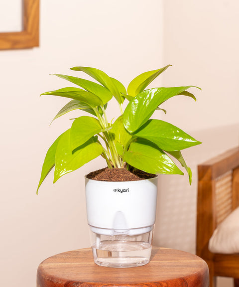 Golden Money Plant