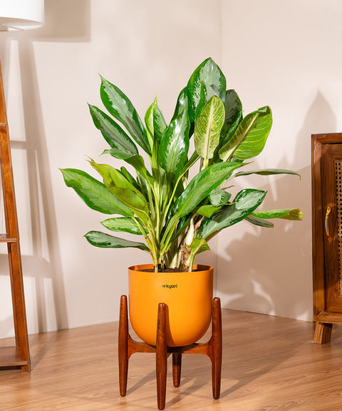 Aglaonema Ice with Extra Large Self Watering Pot