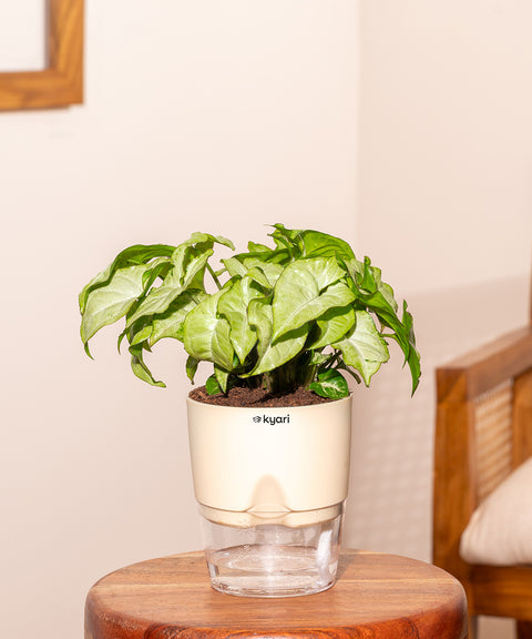 Syngonium Pixie White With Self Watering Pot