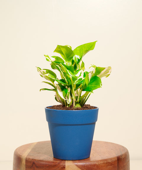 Money Variegated Plant With Reya Pot