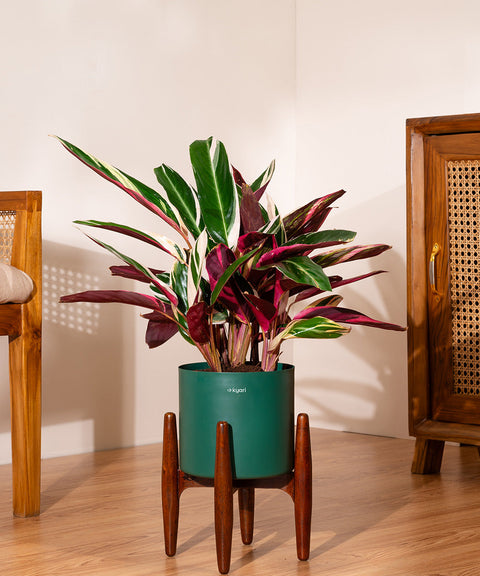 Calathea Triostar with Large Metal Self Watering Pot