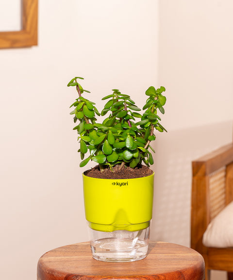 Lucky Jade Plant With Self Watering Pot