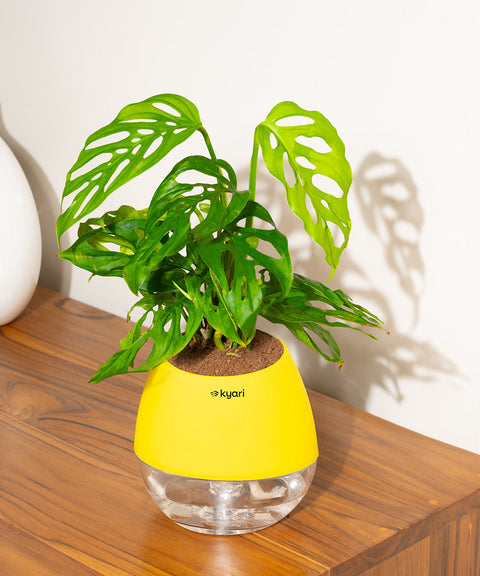 Philodendron Broken Heart Plant With Nova Self Watering Pot