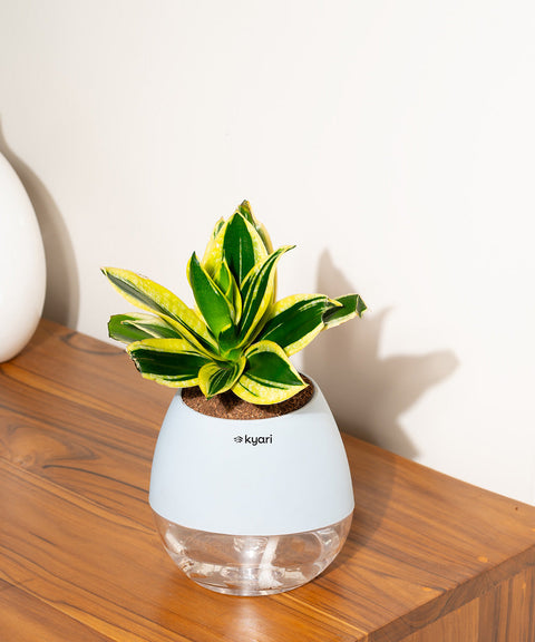 Golden Hahnii Snake Plant With Nova Self Watering Pot
