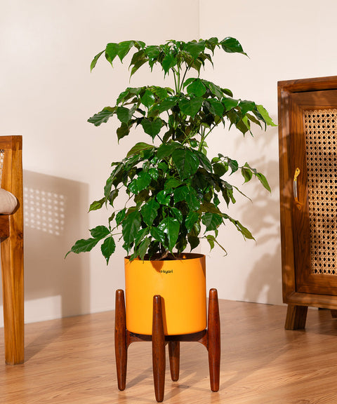 China Doll with Large Metal Self Watering Pot