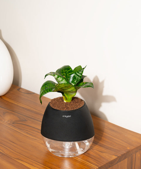Green Snake Plant With Nova Self Watering Pot