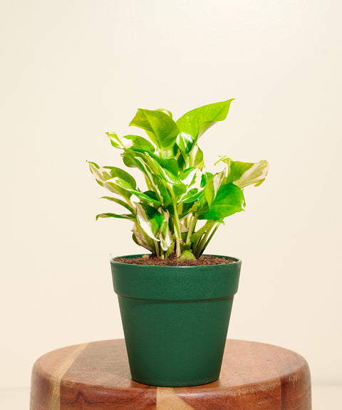 Money Variegated Plant With Reya Pot