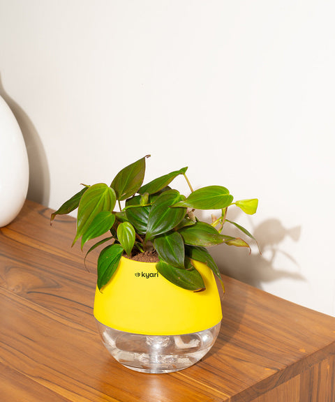 Philodendron Micans Plant With Self Watering Pot (Copy)