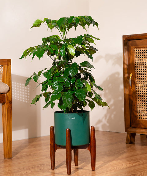 China Doll with Large Metal Self Watering Pot